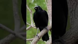 🐦 The Clever Tricks of the American Crow! 🧠✨