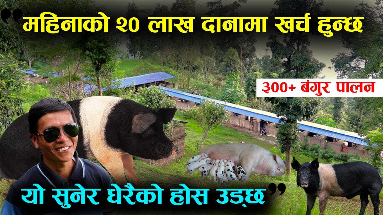 ३०० Bangur पाल्दा मासिक २० लाख दानामा खर्च भएको सुनाउँदै अमर राई भन्छन्– सुनेर कतिको होस उड्ला