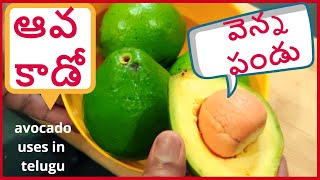 ఆవ కాడో ఎవరు తినాలి ఎందుకు తినాలి || avocado uses in telugu