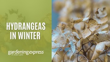 Hydrangeas in Winter - What to expect and how to care for a hydrangea
