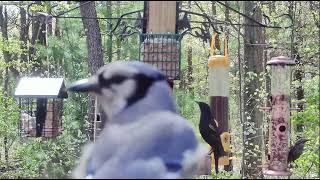 Blue Jay shines in extra long close up at Woods' Edge  Nunica, MI 05/05/24