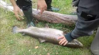 Lasisa, 100 cm. Neris; Salmon fishing Lithuania