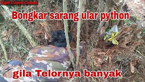 Penemuan Sarang ular#reticulatedpython #snakerescue