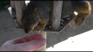 Nibbler Squirrel in November
I have been seeing Nibbler a bit more this month. I suspect that his Daddy duties are lessening as babies get older.
Nibbler is a wild pet squirrel that lives in the trees outside of my home. You can see all of his videos from birth onward at his Facebook page: http://facebook.com/NibblerSquirrel Nibbler Squirrel in November