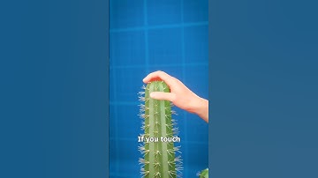 How To Remove Cactus Spines? 🌵 - Melon Playground #memes #funny
