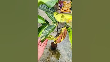 Cây mít đột biến lá #fyp #vuonnhaque #kiengla #variegatedplants #caycanh #cayvanphong #lamvuon