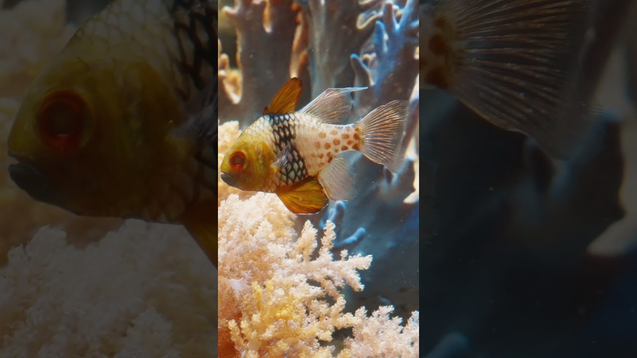 Pajama Cardinalfish – Tiny Fish with Bold Style