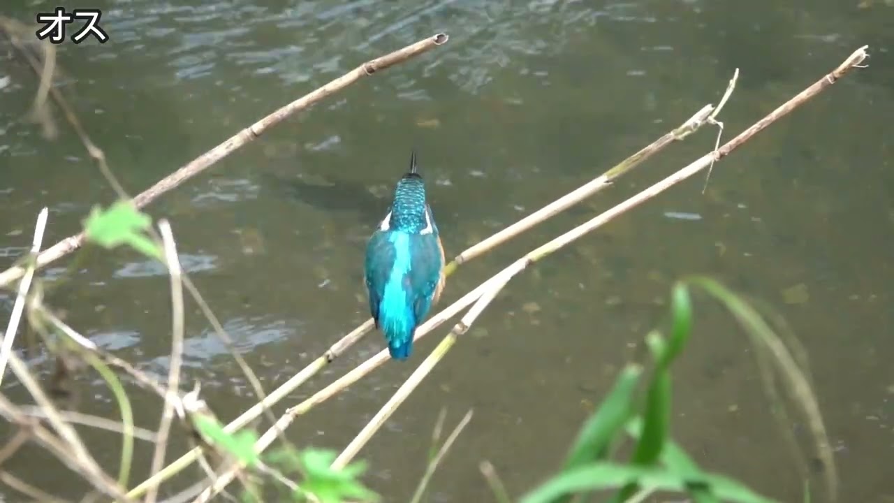 カワセミ カワセミ動画その402(k2026 10 03 v) - YouTube