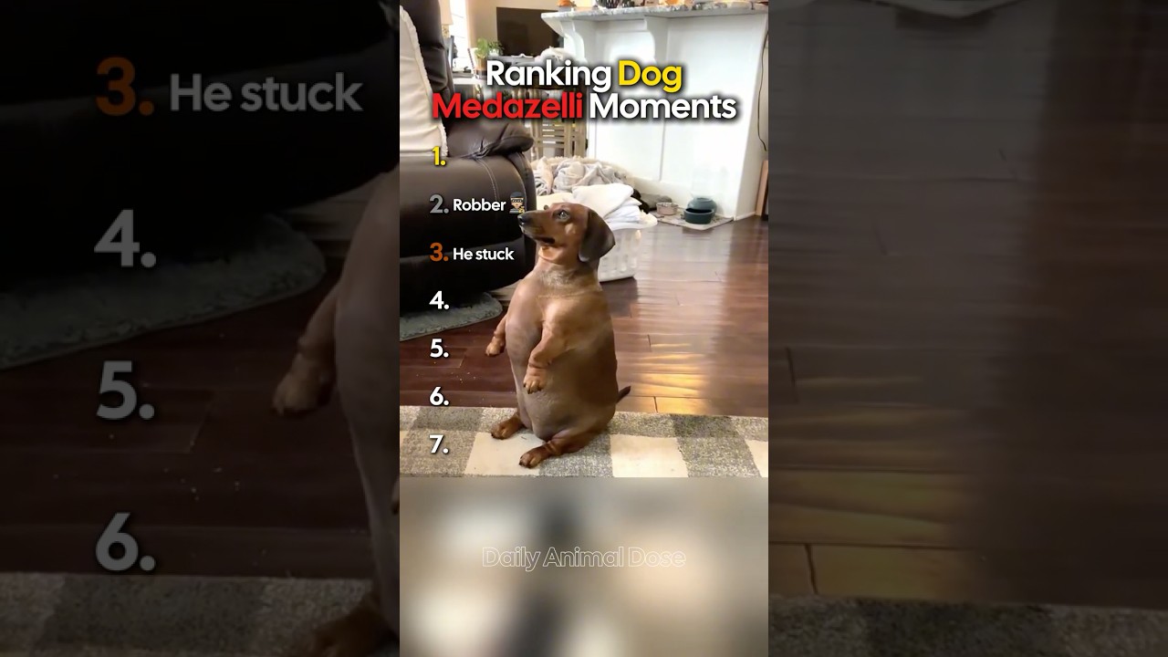 Ranking Funniest Medazelli Dog Moments