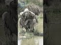 Les 3 Tribus Les Plus Dangereuses Du Monde Shorts