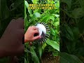 隙間草も大きな荒野草も、石も恐れない芝刈り機です、速いだけでなく、仕上がりもきれい。