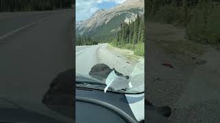 Curious Black Bear Approaches Car and Licks Front Side