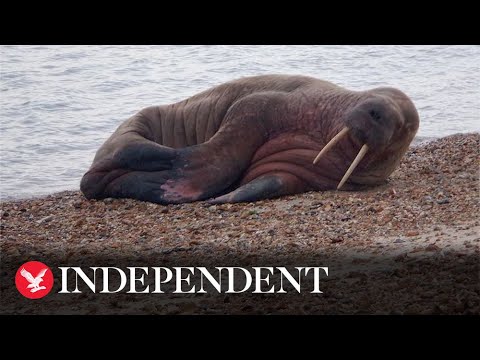 Walrus lounges on Hampshire beach more than 2,000 miles from home in Arctic Ocean