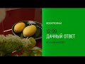 Анонс, Дачный ответ, сегодня в 12:00 на НТВ, 2026