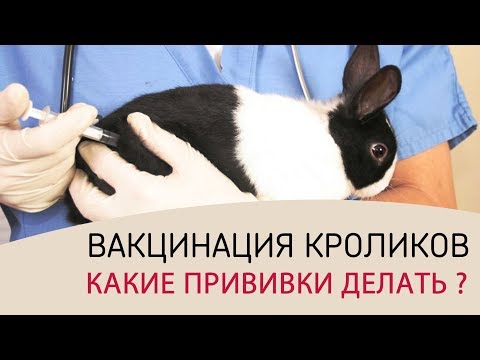 Как привить кроликов в домашних условиях