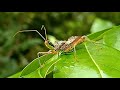 Reduviidae - Assassin bugs posing Queensland Australia