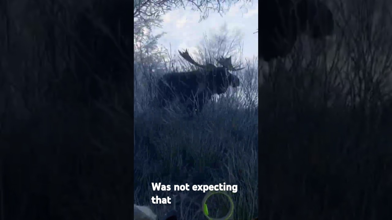 Giant Moose Jumpscare | The Hunter | 