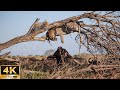 4K Wildlife Paradise | Buffalo Attacks Leopard - Wild Version With Soft Piano Music