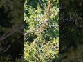 Juniperus oxycedrus cad  genvrier  cdre piquant