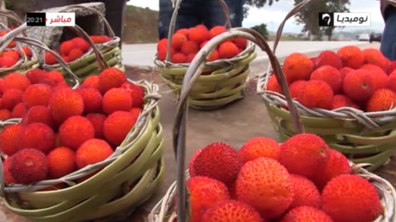 فاكهة اللنج "السيسينو" مصدر رزق للشباب في عين الدفلى