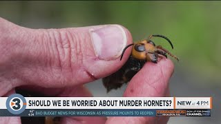 Should we be worried about murder hornets?