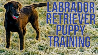 Puppy Training Labradors