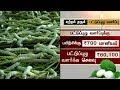 விவசாயிகளுக்கு லாபம் தரும் பட்டுப்புழு வளர்ப்பு! வேளாண்மை துறை ஆலோசனைகள்...? | #Silkworm