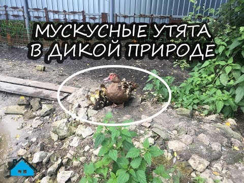 Мускусные утки в дикой природе
