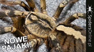 Nakupiłem Pająków... - Spidersonline.pl