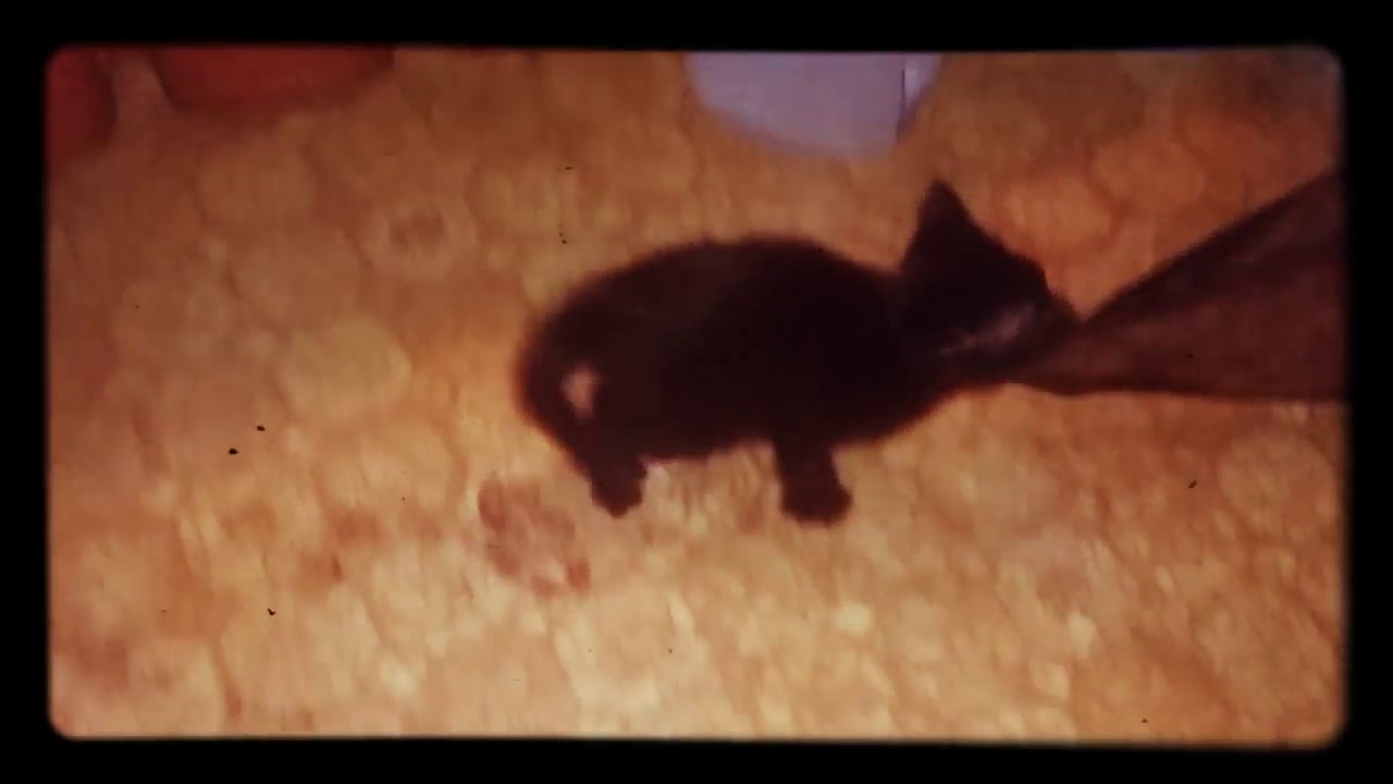 slippery kitty youtube