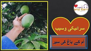 Mango Farm Visit, Quality, Cultivation & Care in Saraiki Wasaib, Pakistan