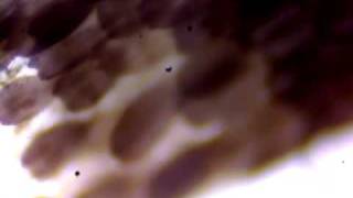 My AmScope M600A Setup Walkthrough With A Moth Wing Sample, Part II
