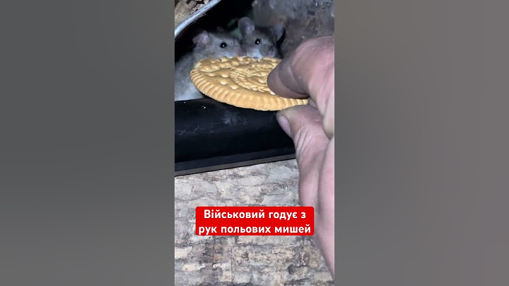 Миші в окопах військових #ukraine #зсу