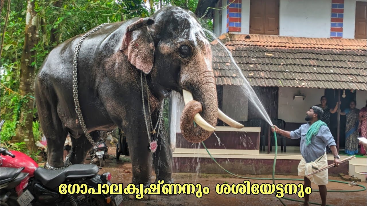 എഴുന്നള്ളിപ്പിന് മുൻപായി നന്തിലത്ത് ഗോപാലകൃഷ്ണനെ നനക്കൽ 🥰😍 Nandilath Gopalakrishnan & sasiyettan
