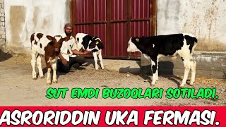: ASRORIDDIN UKA FERMASI.+998 93 119 30 20
