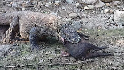 most recently the Komodo dragon swallowed a wild boar