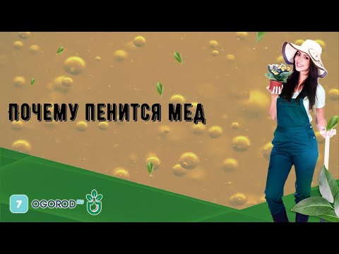 Почему пенится мед