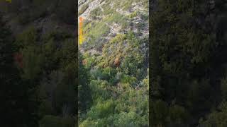 Bigfoot vs Drone: Did Sasquatch Throw Something at my Drone?