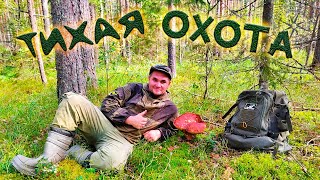 видео: ГРИБЫ !!! ЛЕНИНГРАДСКАЯ ОБЛАСТЬ ! ЛУЖСКИЙ РАЙОН картинка: ГРИБЫ !!! ЛЕНИНГРАДСКАЯ ОБЛАСТЬ ! ЛУЖСКИЙ РАЙОН