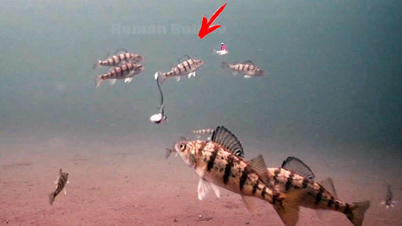 ХИТРАЯ РЫБАЛКА🎣 СНАСТЬ на ПАССИВНОГО Окуня Зимой. Реакция рыбы. Подводная съёмка