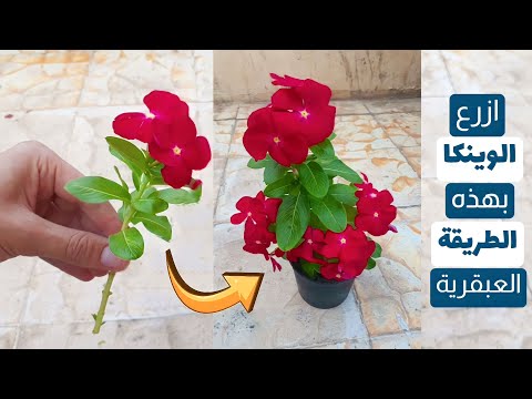 ازرع الوينكا بهذه الطريقة العبقرية من العقلة وبدون الحاجة لشراء بذور