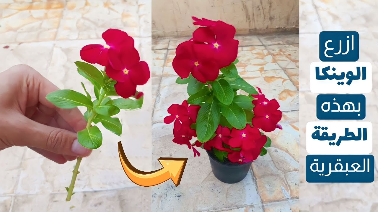 ازرع الوينكا بهذه الطريقة العبقرية من العقلة وبدون الحاجة لشراء بذور
