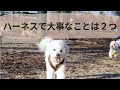 【犬用ハーネス】選ぶ時の重要ポイント ２つ 2 Important Check Points When Choosing a Harness for Your Dog