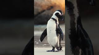 Aww Soo Cute Animals Cute Penguine Compilation,Cute Moment