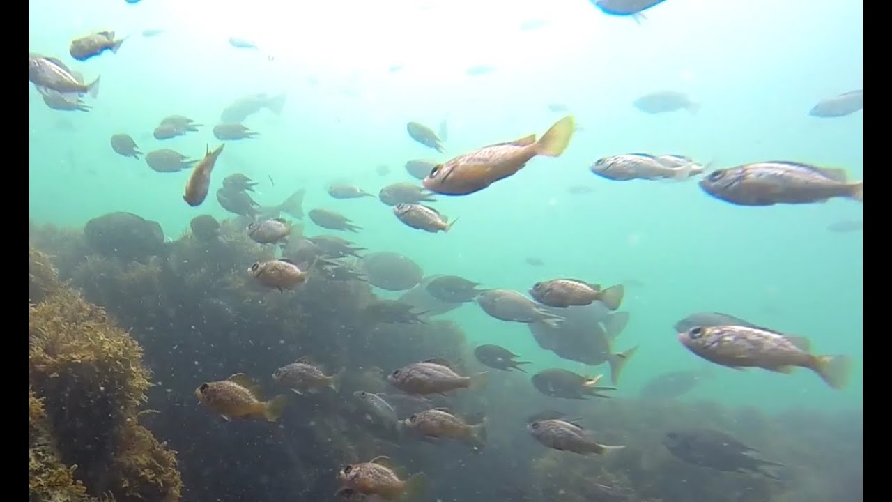 大川漁港 和歌山 釣り場の水中映像 Youtube