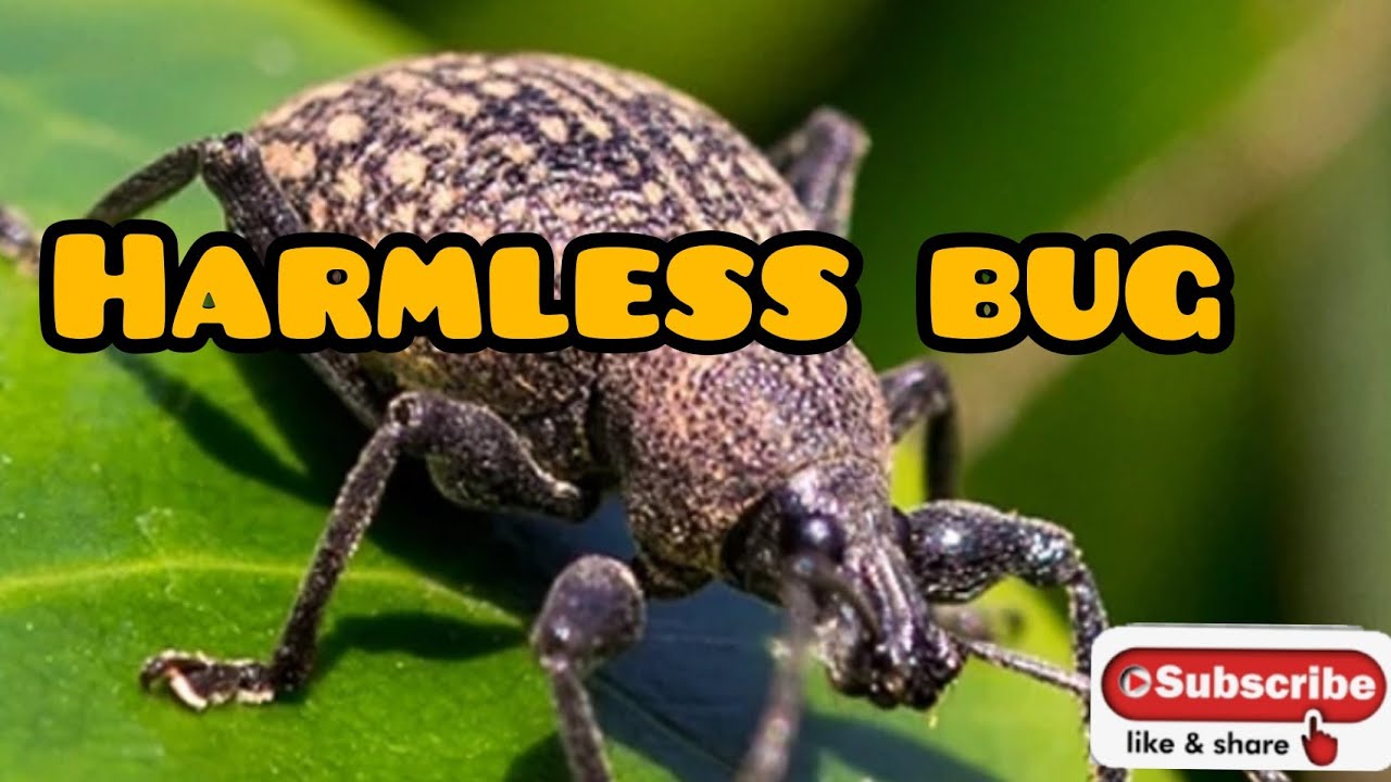 Big Weevil Bug!!!