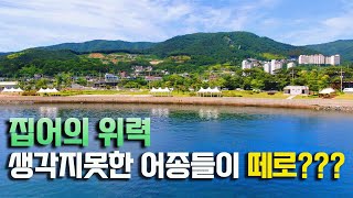 생활낚시에서 집어를 꼭 해야 하는 이유. 빵가루라도 사서 가세요