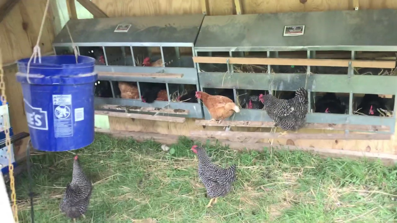 Pure Pasture Farms Hen Shelter Tour