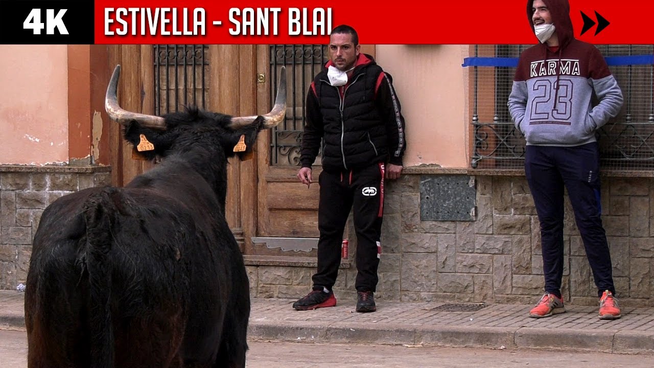 ¿Sabes lo que va a pasar?  ESTIVELLA ▪ Sant Blai ▶ Vacas bravas de LA PALOMA en 4K