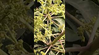 #trendingshorts #trendingreels #naturelovers #naturalbeauty #viralreels #viralshortvideo #viral
